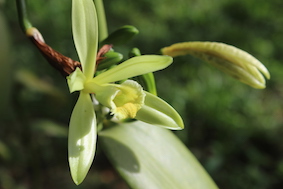 Open flower
